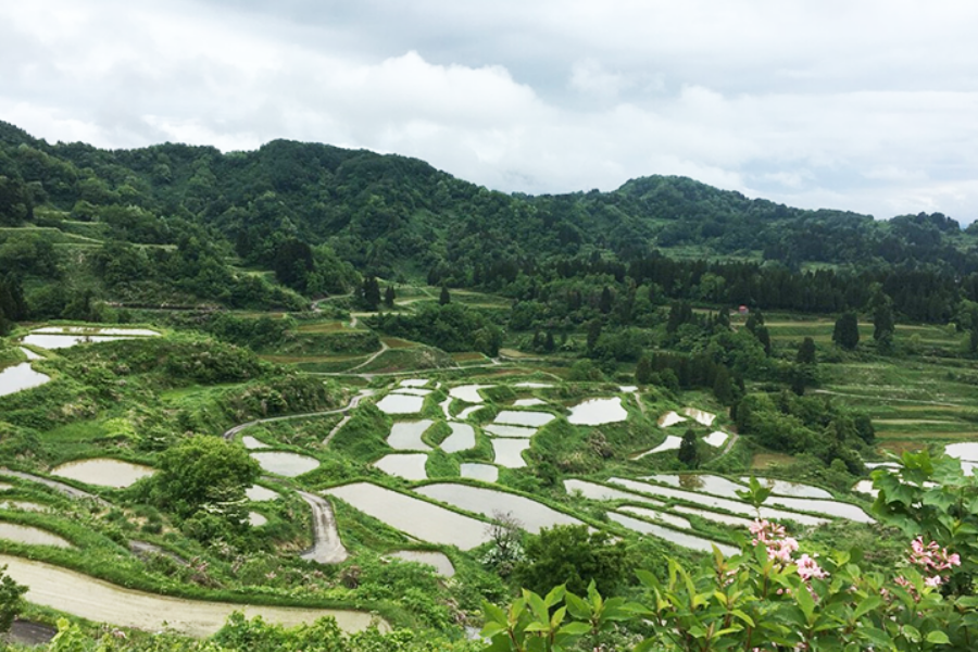 Our Terraced Rice Field Support Initiative