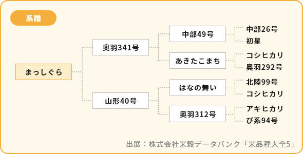 まっしぐら 系譜図