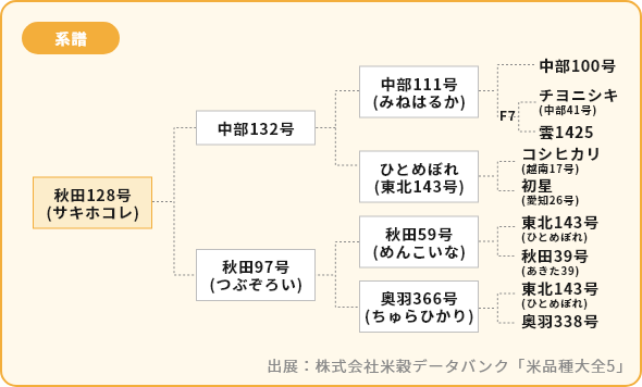 サキホコレ 系譜図