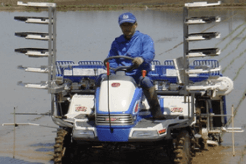 田植え
