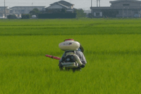 追肥（ついひ）