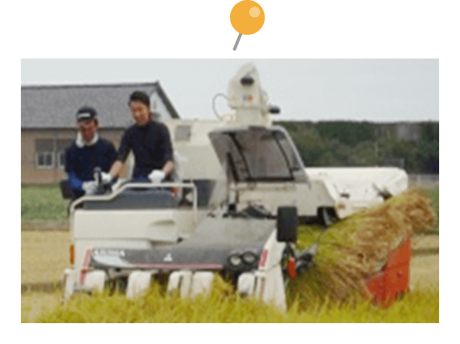 稲刈り（収穫）