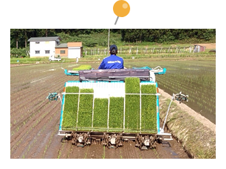 田植え（たうえ）