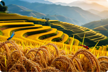 生物多様性や水源涵養など環境保全に貢献する棚田風景