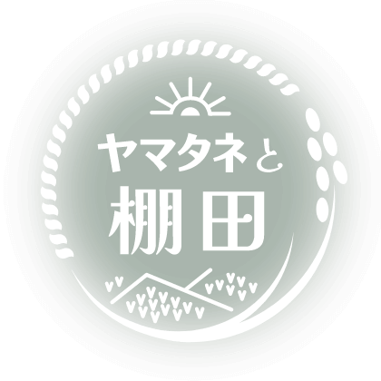 ヤマタネの棚田