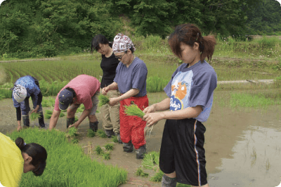 苗代で苗を育てる様子