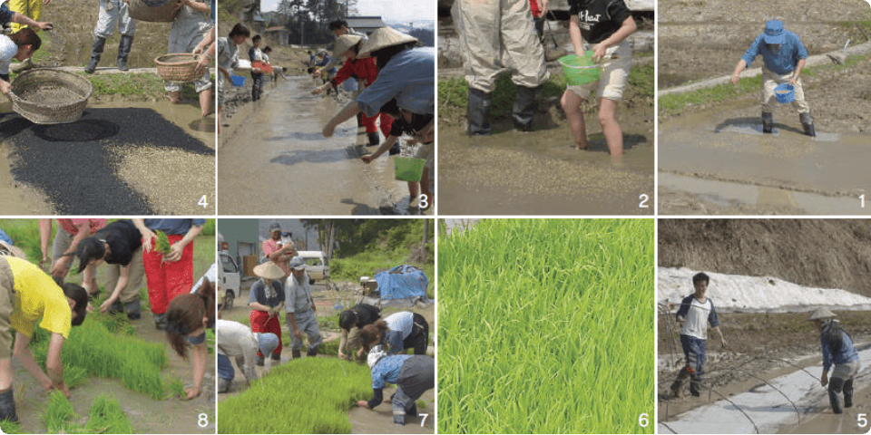 1・2・3：籾を播く／4：籾の上から燻炭を被せる／5：保温の準備／6：ある程度成長したらビニールを外して育てます／7・8：苗取りの様子