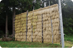 高いハザ（新潟、北陸、信州など）