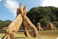 ヨズクハデ（島根県大田市西田地区）