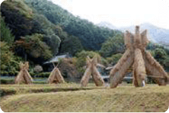 ヨズクハデ（島根県大田市西田地区）