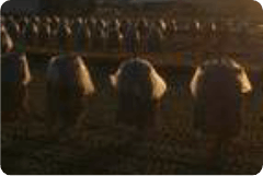 杭掛け（東北地方）