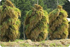 ねじりほんにょ（宮城県栗原市栗駒地区）