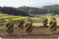 ねじりほんにょ（宮城県栗原市栗駒地区）