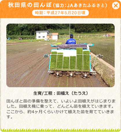 5月20頃「田植え（たうえ）」