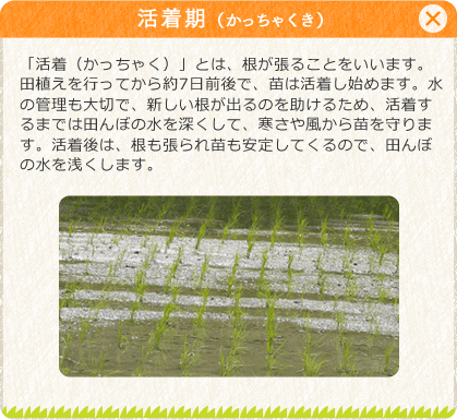 [活着（かっちゃく）期]「活着（かっちゃく）」とは、根が張ることをいいます。田植えを行ってから約7日前後で、苗は活着し始めます。水の管理も大切で、新しい根が出るのを助けるため、活着するまでは田んぼの水を深くして、寒さや風から苗を守ります。活着後は、根も張られ苗も安定してくるので、田んぼの水を浅くします。