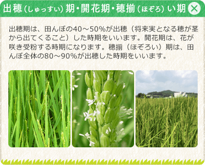 [出穂（しゅっすい）期・開花期・穂揃（ほぞろ）い期]出穂期は、田んぼの40～50％が出穂（将来実となる穂が茎から出てくること）した時期をいいます。開花期は、花が咲き受粉する時期になります。穂揃（ほぞろい）期は、田んぼ全体の80～90％が出穂した時期をいいます。