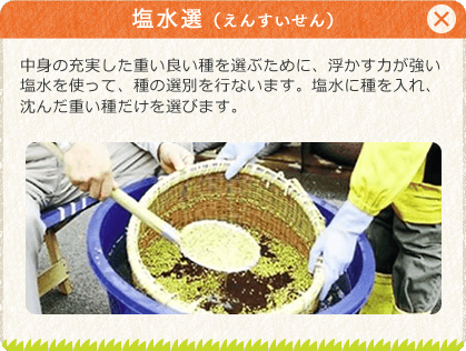 [塩水選（えんすいせん）]中身の充実した重い良い種を選ぶために、浮かす力が強い塩水を使って、種の選別を行ないます。塩水に種を入れ、沈んだ重い種だけを選びます。