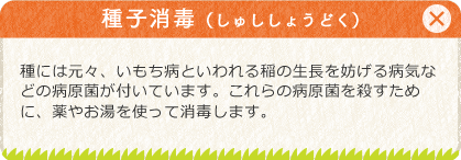 [種子消毒（しゅししょうどく）]種には元々、いもち病といわれる稲の生長を妨げる病気などの病原菌が付いています。これらの病原菌を殺すために、薬やお湯を使って消毒します。