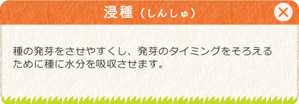 [浸種（しんしゅ）]種の発芽をさせやすくし、発芽のタイミングをそろえるために種に水分を吸収させます。