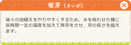 [催芽（さいが）]後々の田植えをやりやすくするため、水を吸わせた種に長時間一定の温度を加えて発芽をさせ、芽の長さを揃えます。