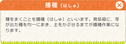 [播種（はしゅ）]種をまくことを播種（はしゅ）といいます。育苗箱に、芽が出た種を均一にまき、土をかぶせるまでが播種作業になります。