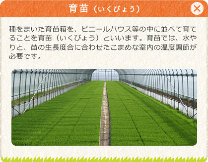 [育苗（いくびょう）]種をまいた育苗箱を、ビニールハウス等の中に並べて育てることを育苗（いくびょう）といいます。育苗では、水やりと、苗の生長度合に合わせたこまめな室内の温度調節が必要です。