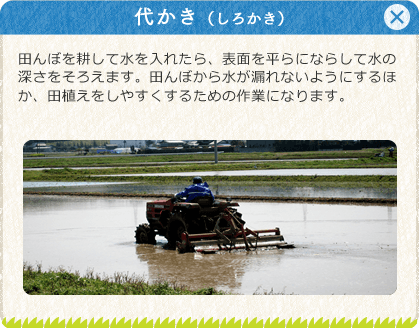 [代かき（しろかき）]田んぼを耕して水を入れたら、表面を平らにならして水の深さをそろえます。田んぼから水が漏れないようにするほか、田植えをしやすくするための作業になります