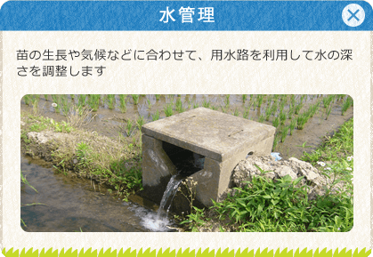 [水管理]苗の生長や気候などに合わせて、用水路を利用して水の深さを調整します。