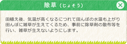 [除草（じょそう）]田植え後、気温が高くなるにつれて田んぼの水温も上がり田んぼに雑草が生えてくるため、事前に除草剤の散布等を行い、雑草が生えないようにします。