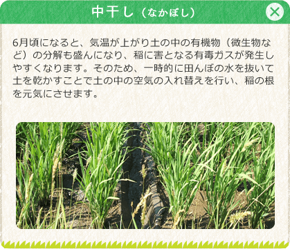 [中干し（なかぼし）]6月頃になると、気温が上がり土の中の有機物（微生物など）の分解も盛んになり、稲に害となる有毒ガスが発生しやすくなります。そのため、一時的に田んぼの水を抜いて土を乾かすことで土の中の空気の入れ替えを行い、稲の根を元気にさせます。