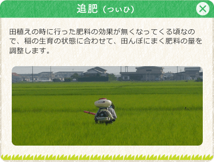 [追肥（ついひ）]田植えの時に行った肥料の効果が無くなってくる頃なので、稲の生育の状態に合わせて、田んぼにまく肥料の量を調整します。