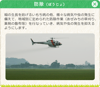 [防除（ぼうじょ）]稲の生長を妨げるいもち病の他、様々な病気や虫の発生に備えて、地域別に定めらた防除作業（あぜみちの草刈り、薬剤の散布等）を行なっていき、病気や虫の発生を抑えるようにします。