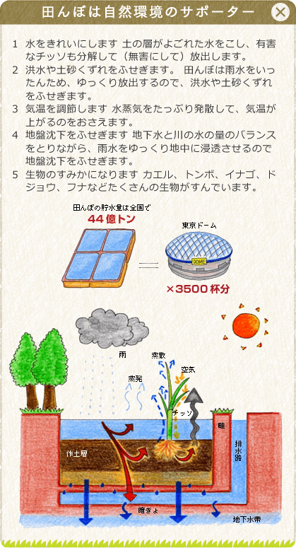 田んぼは自然環境のサポーター