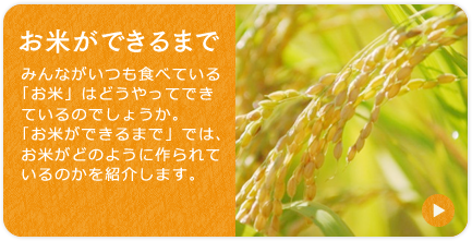 「お米ができるまで」みんながいつも食べている「お米」はどうやってできているのでしょうか。「お米ができるまで」では、お米がどのように作られているのかを紹介します。