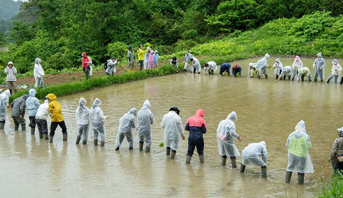 星峠の棚田で田植えイベントを開催しました 
