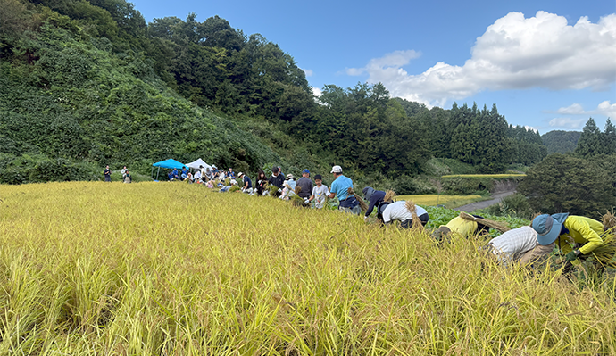 星峠の棚田で稲刈りイベントを開催しました　実りの秋を肌で感じる１日